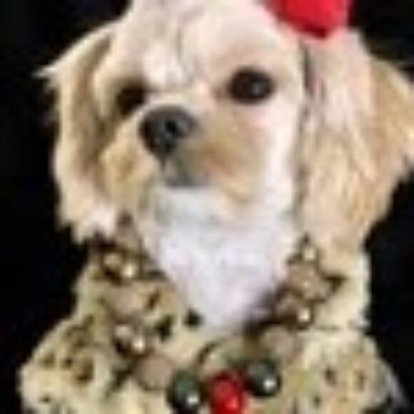 Pucci (11") - Pet Necklace - Pet Accessories - Picture 2 of 3